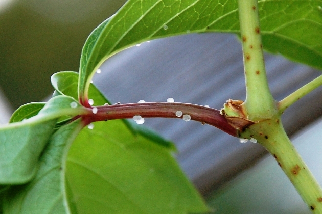 Uova di Anacridium aegyptium ?